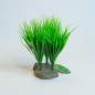 Preview: Lucky Reptile Sumatra Gras (Terrarienpflanze)